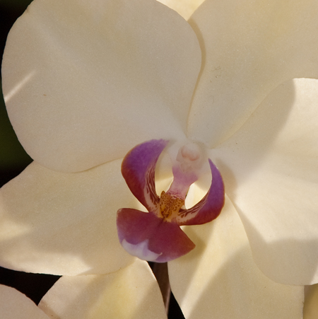orchideanő.jpg