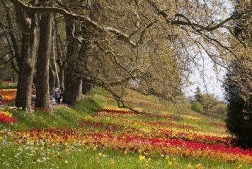Virágba borul Európa
