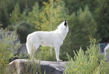 Öt kihagyhatatlan kaland Kanadában