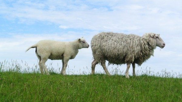 sheep-966751_640